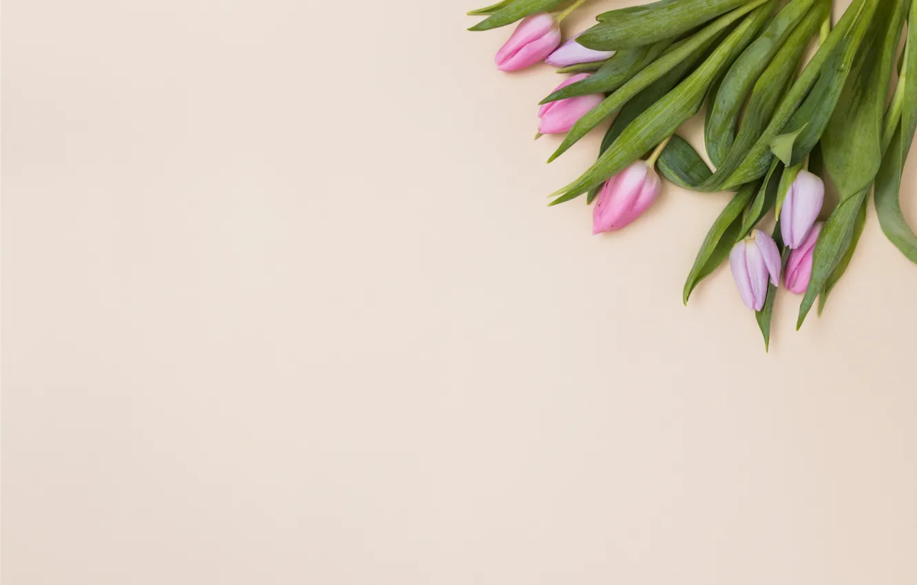 Photo wallpaper flowers, tulips, pink, fresh, pink, flowers, tulips, spring