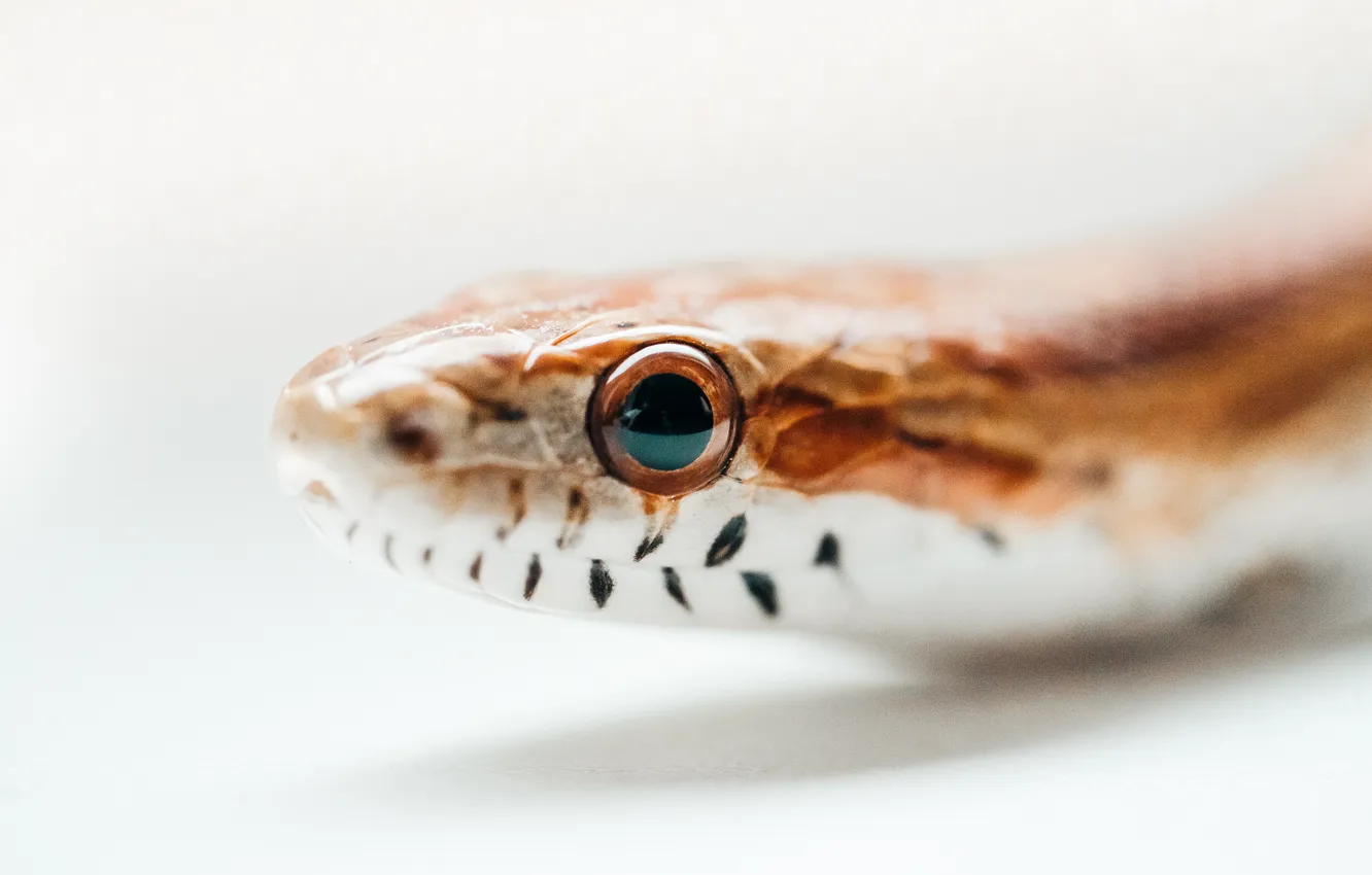 Photo wallpaper Snake, eye, scales