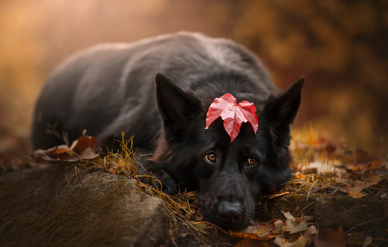 Photo wallpaper sadness, autumn, look, face, red, nature, pose, stones