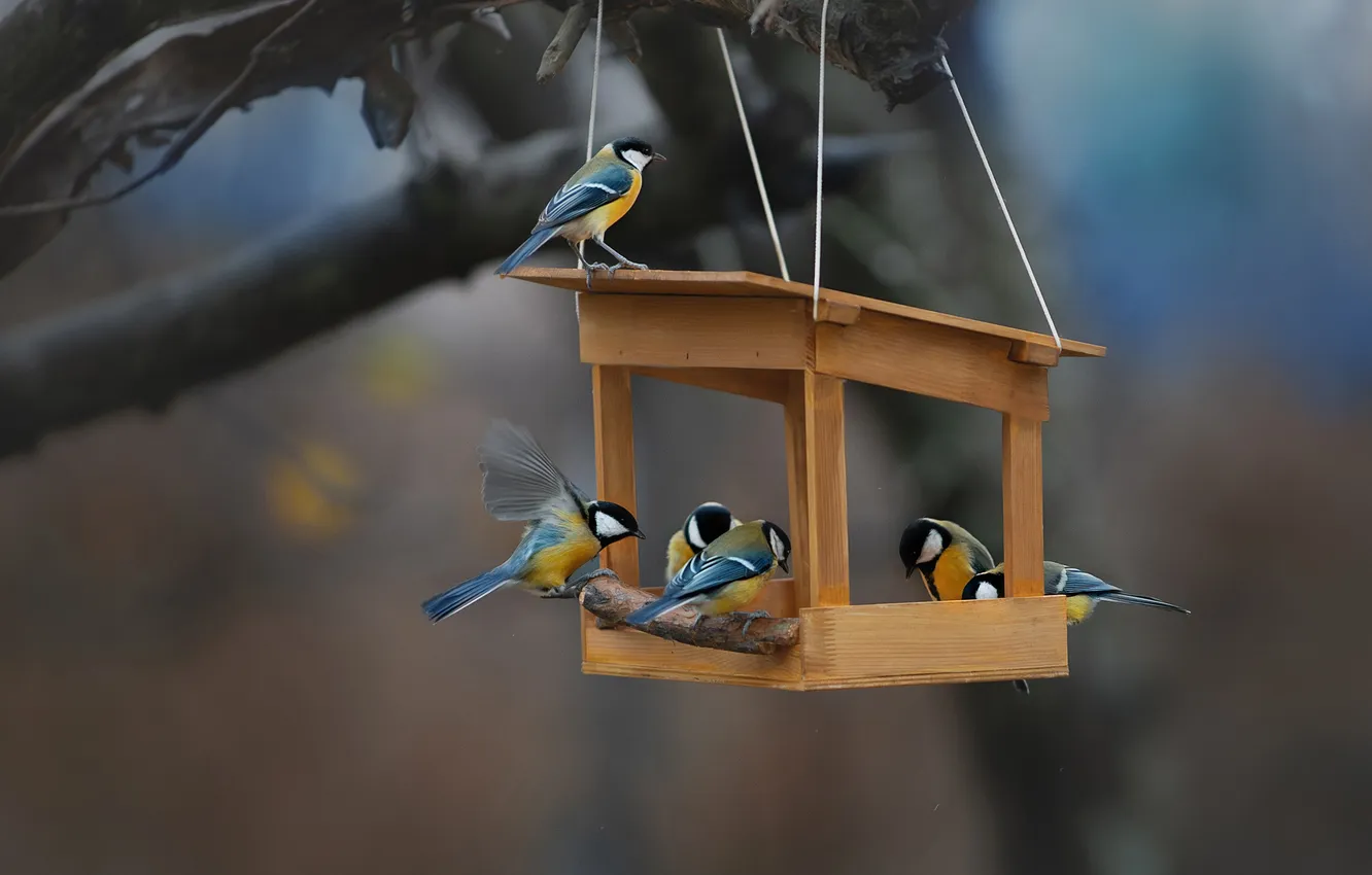 Photo wallpaper bird, tit, feeder, Svetlana Pisareva