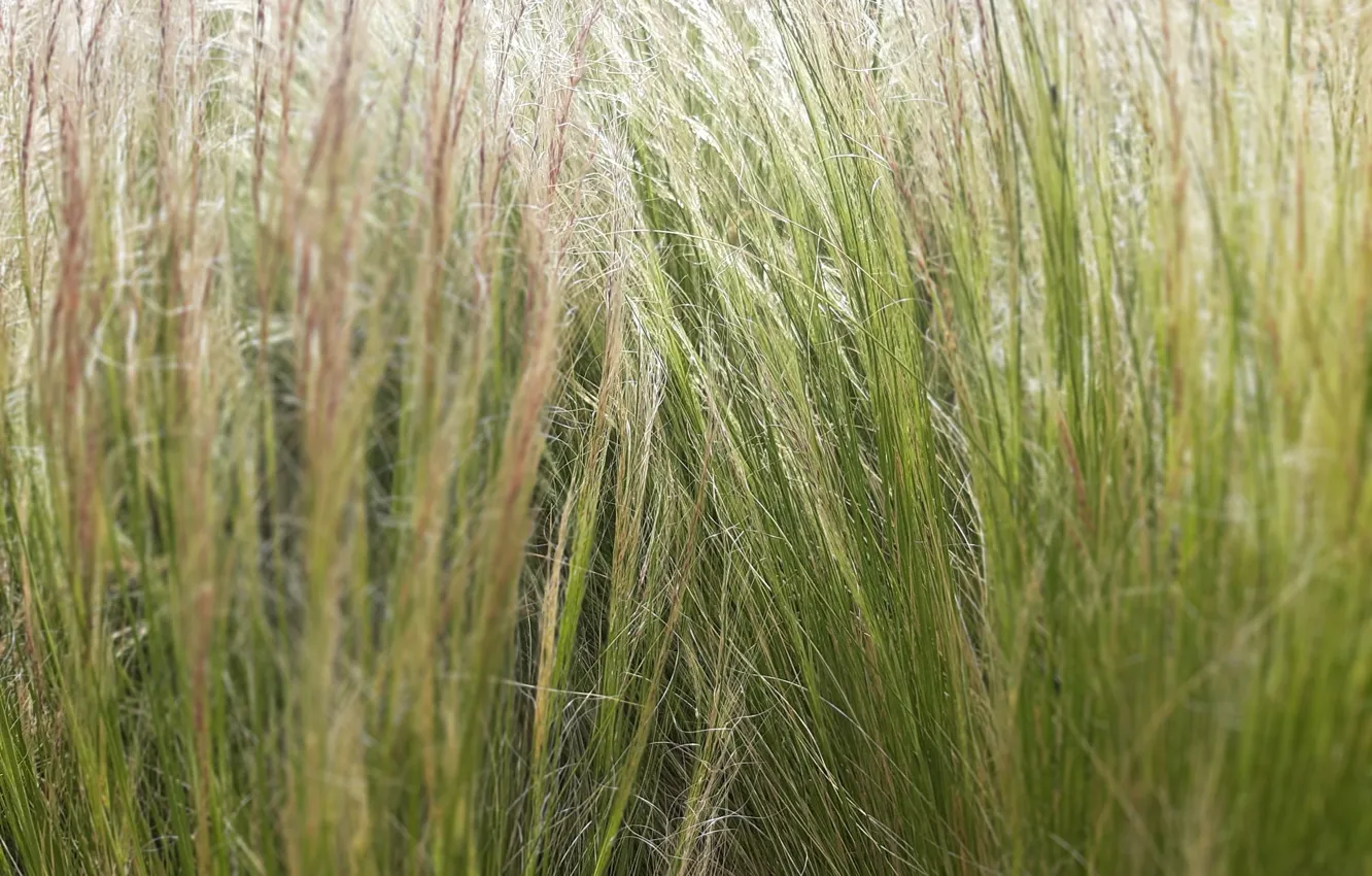 Photo wallpaper grass, Plants, lawn