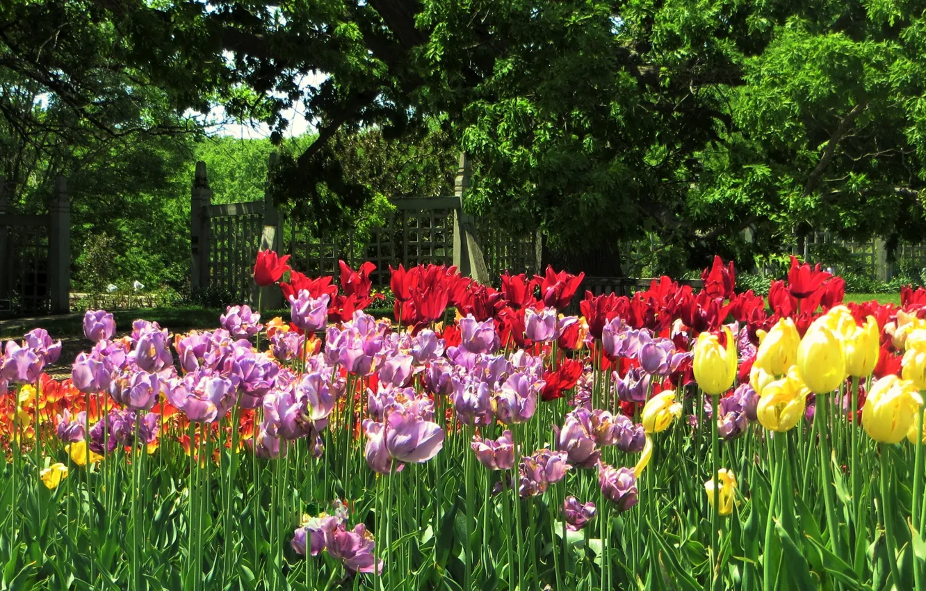 Photo wallpaper field, tulips, tulips