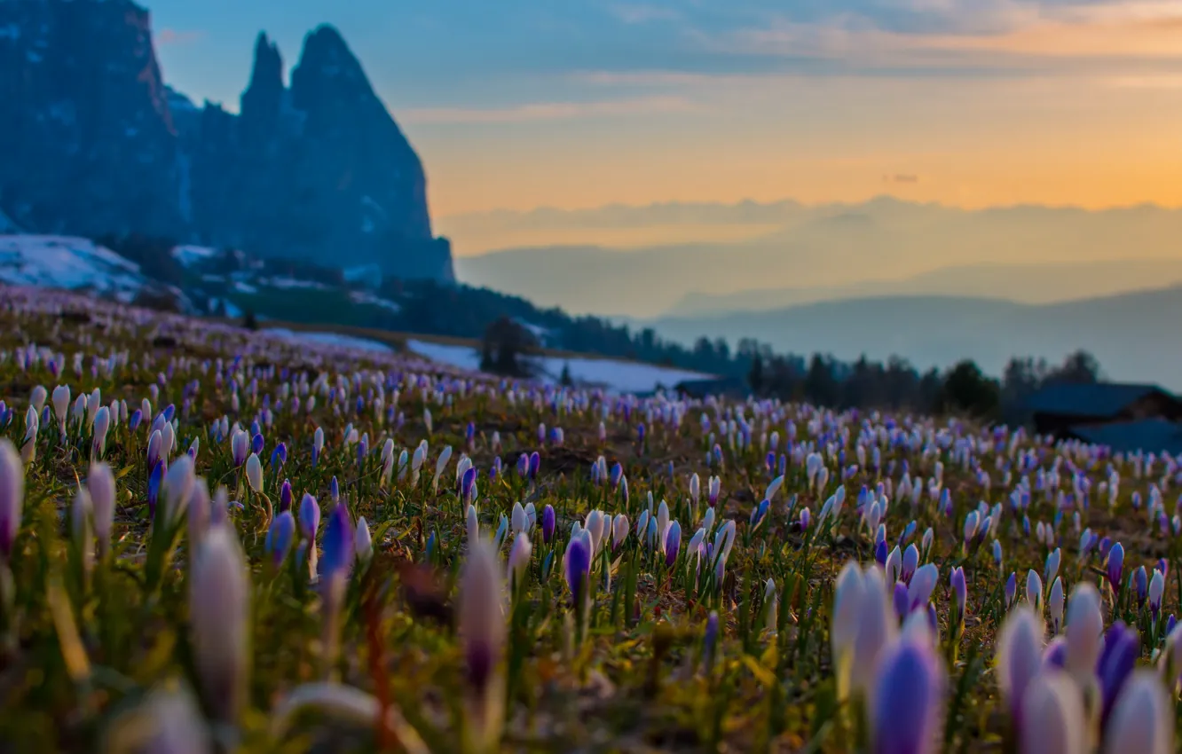 Photo wallpaper landscape, flowers, mountains, morning