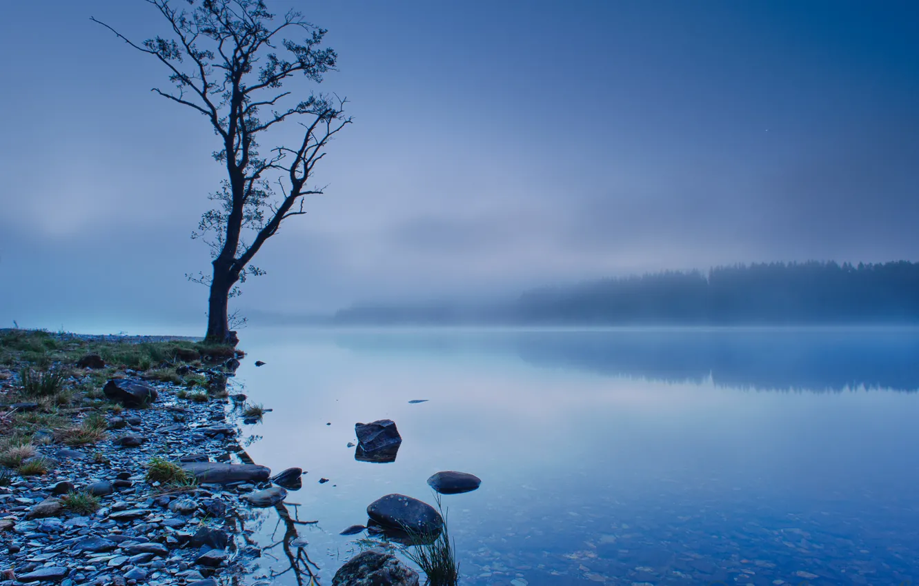 Photo wallpaper forest, the sky, trees, fog, lake, reflection, blue, shore