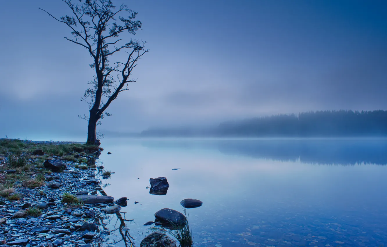 Photo wallpaper forest, the sky, trees, fog, lake, reflection, blue, tree