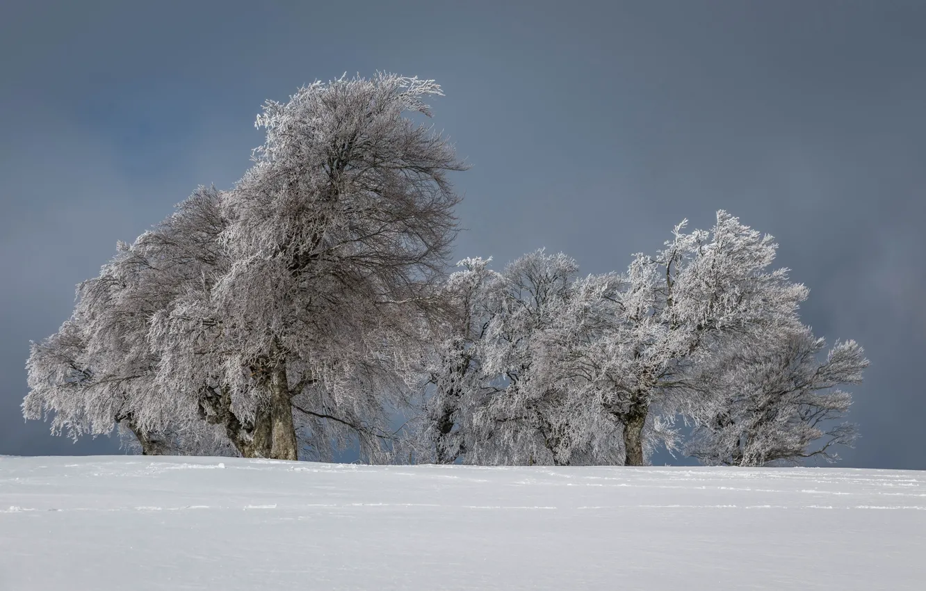 Photo wallpaper winter, snow, trees