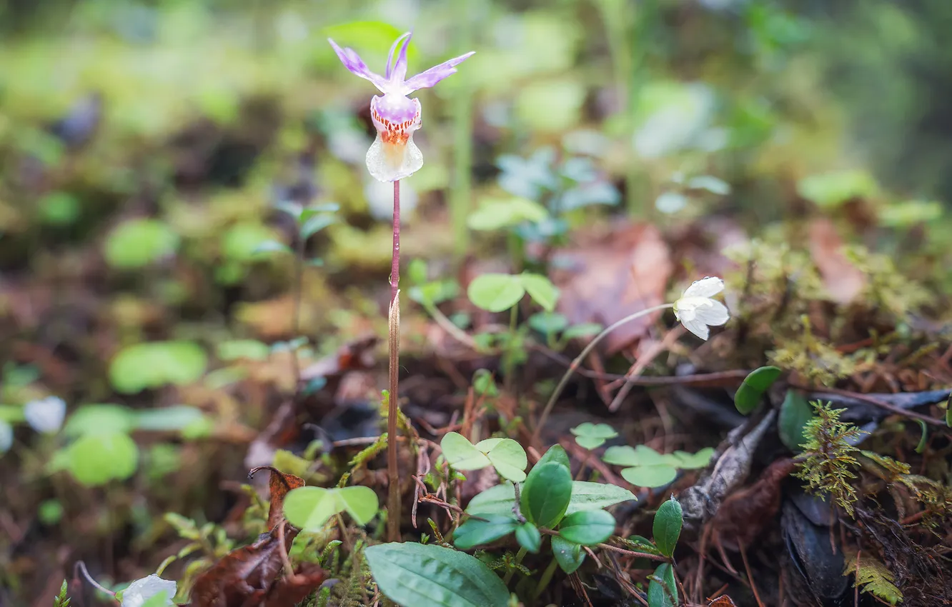 Photo wallpaper grass, foliage, Flower, Calypso, Alexander Ermolin, northern orchid