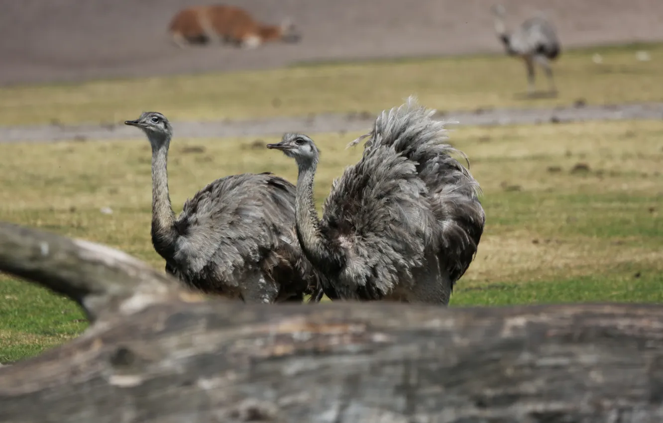 Photo wallpaper Park, American ostrich, Nandu