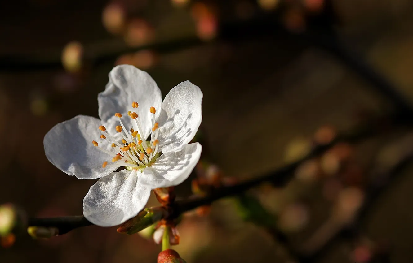 Photo wallpaper white, flower, macro, cherry, branch, petals, Sakura, flowering