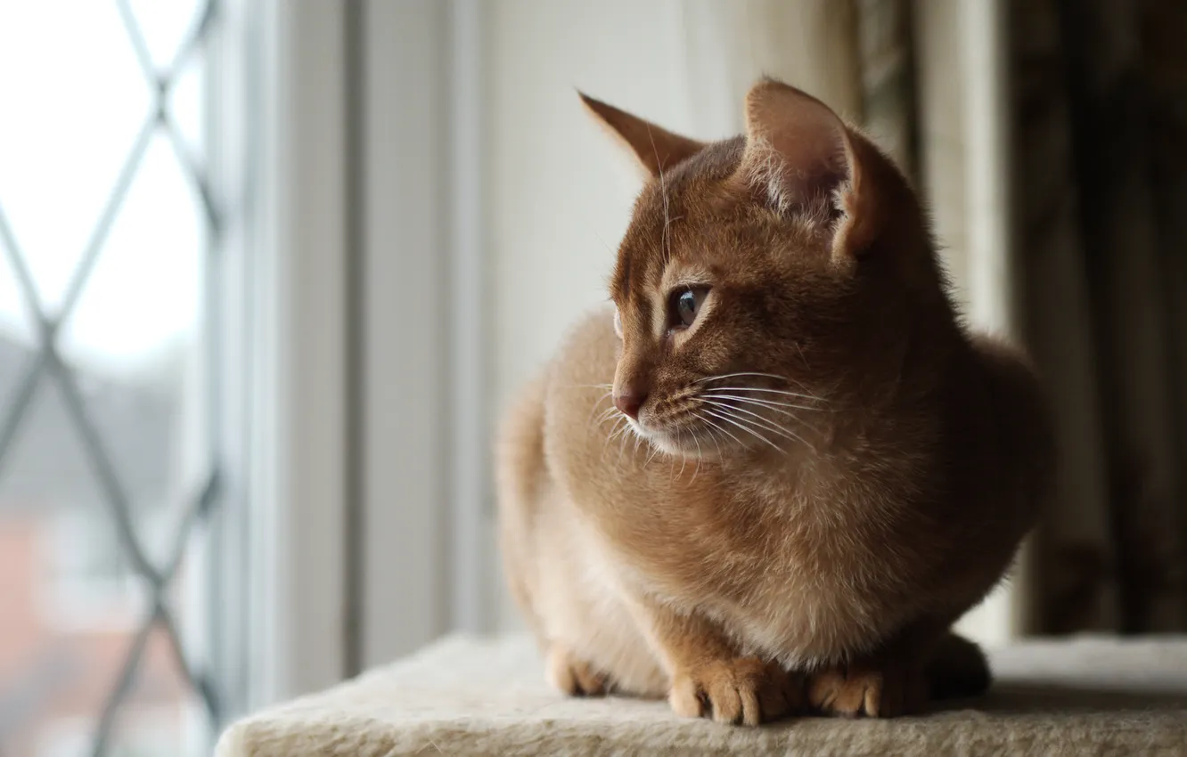 Photo wallpaper cat, cat, window, attention, Kote, Lege