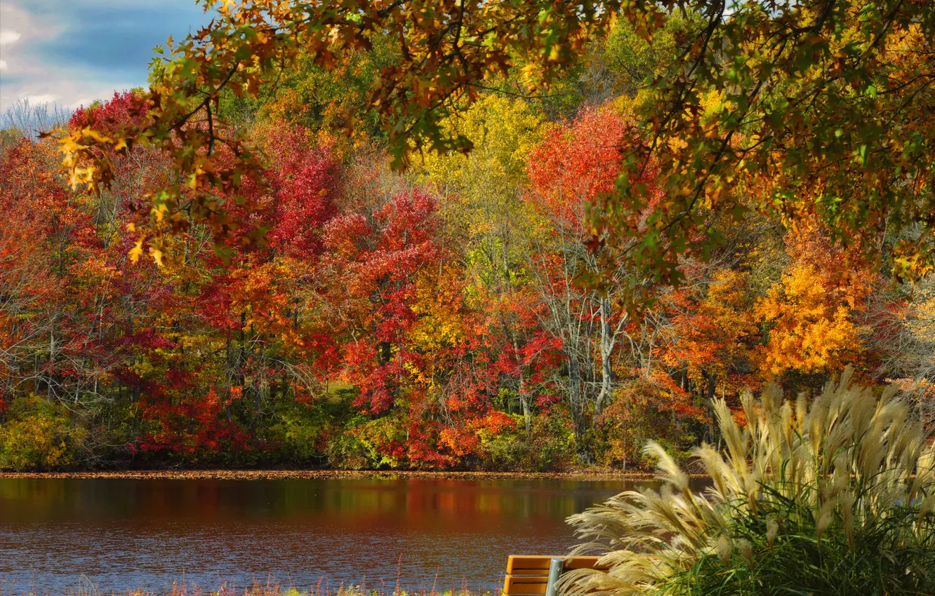 Photo wallpaper autumn, leaves, trees, pond, Park, bench