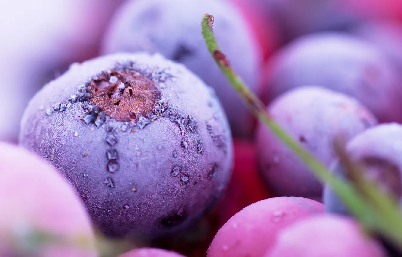 Photo wallpaper cold, ice, frost, macro, snow, berries, blueberries, frost