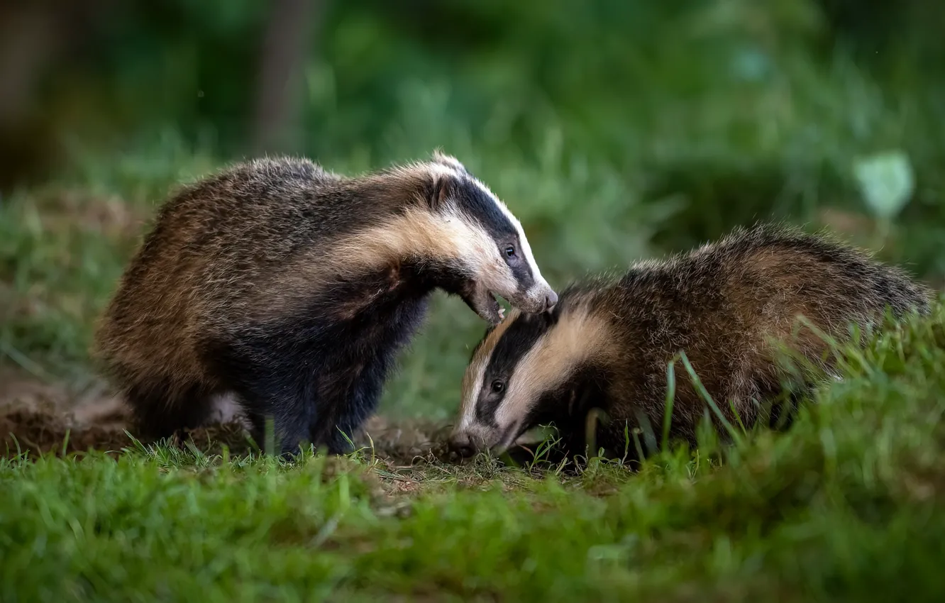 Photo wallpaper summer, nature, badger