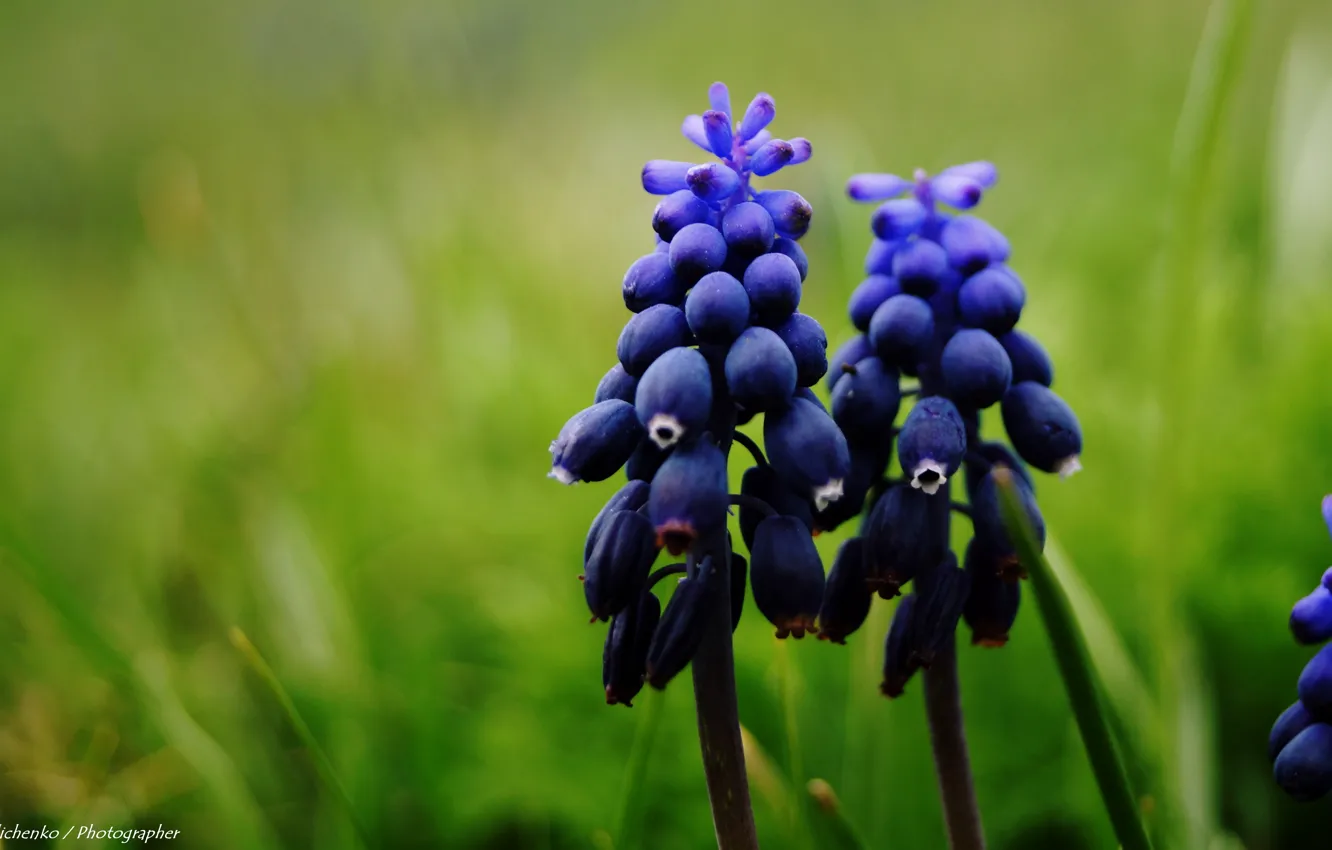 Photo wallpaper blue, Ukraine, flowers clover