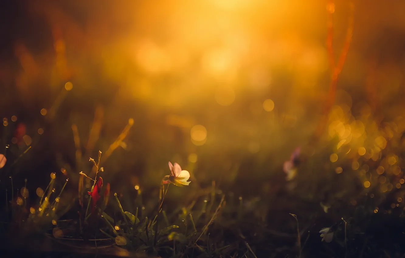 Photo wallpaper flowers, nature, background