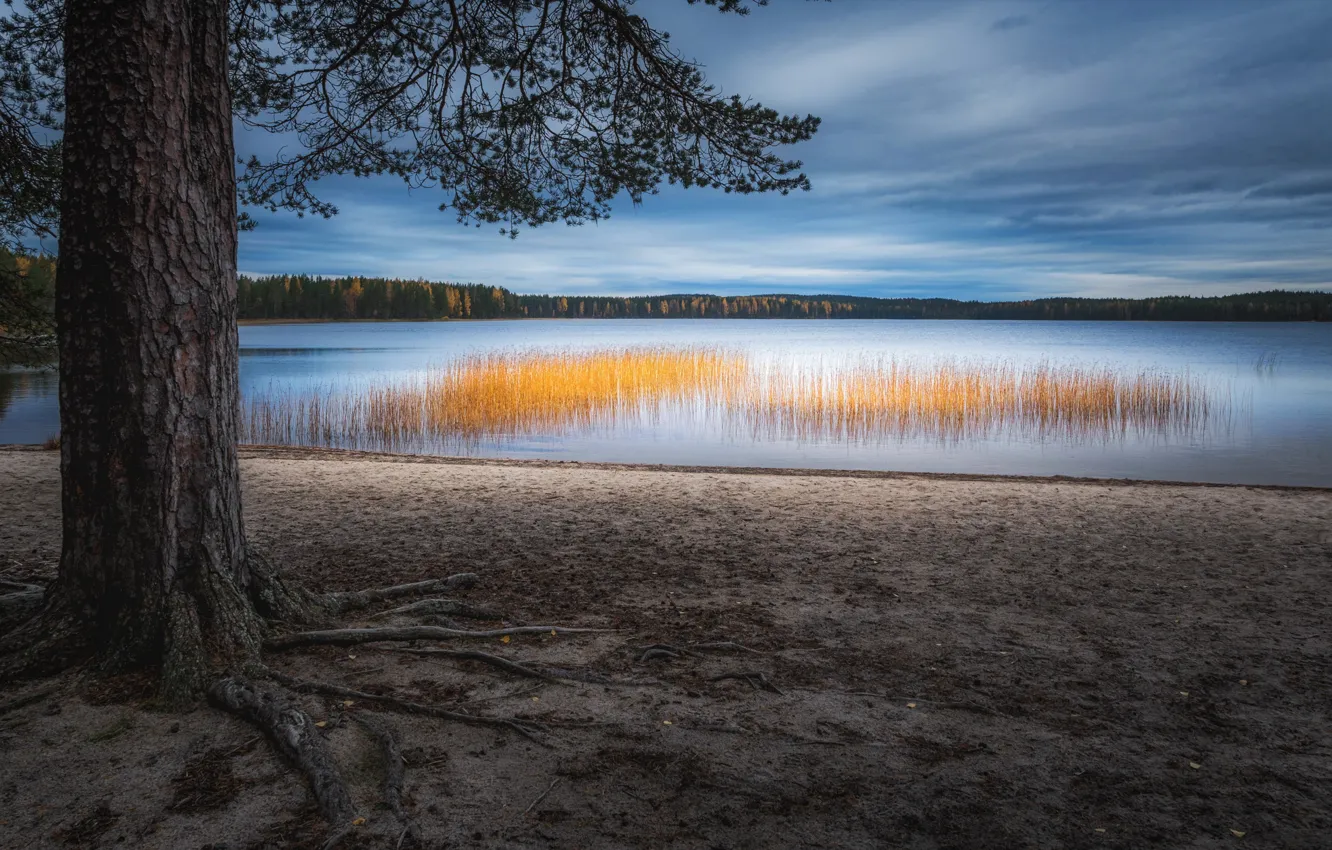 Photo wallpaper lake, tree, reed