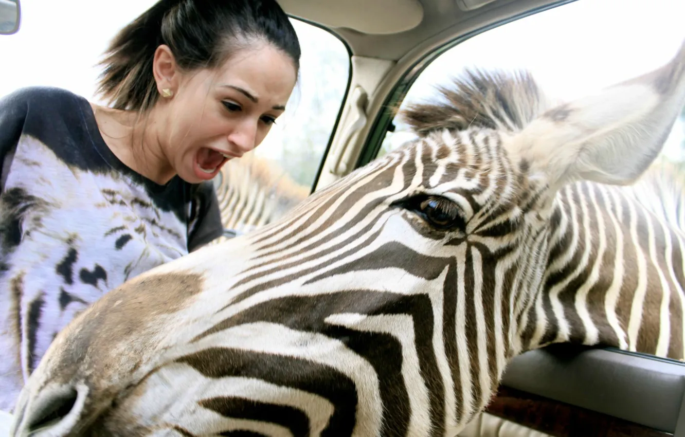 Photo wallpaper girl, fright, Zebra, auto window