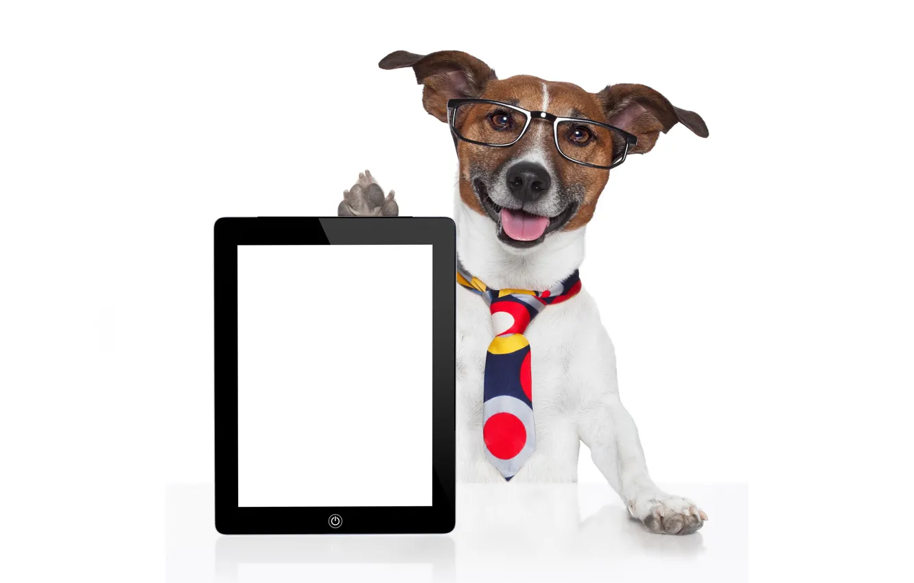 Photo wallpaper face, table, humor, paws, glasses, tie, white background, tablet