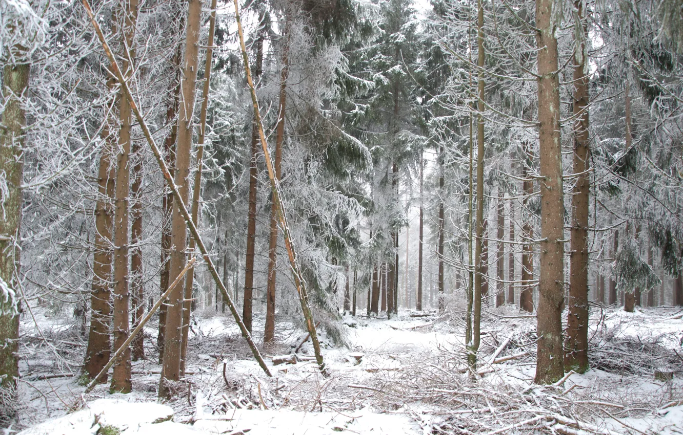 Photo wallpaper Winter, Snow, Forest, Frost, Winter, Frost, Snow, Forest