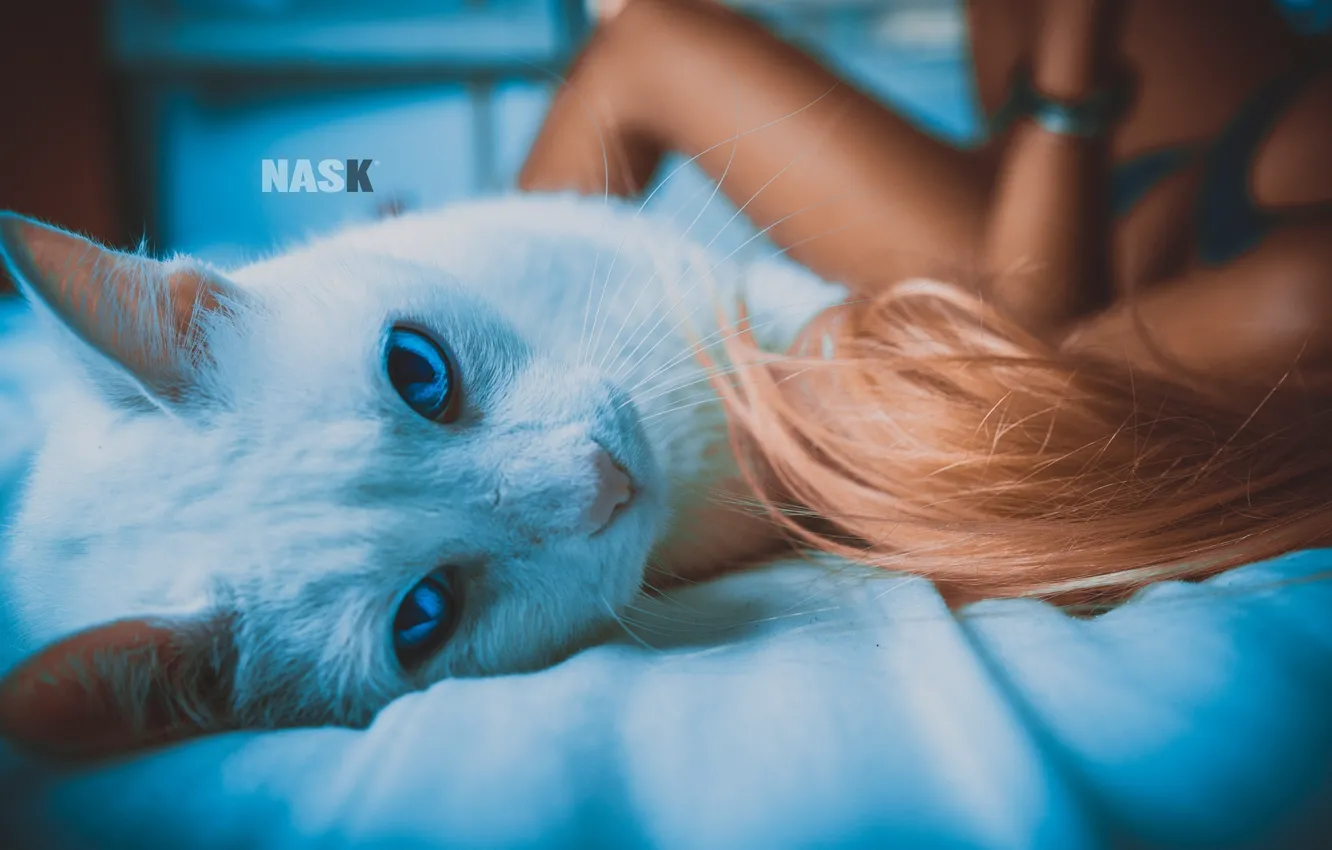 Photo wallpaper cat, cat, girl, bed, NASK