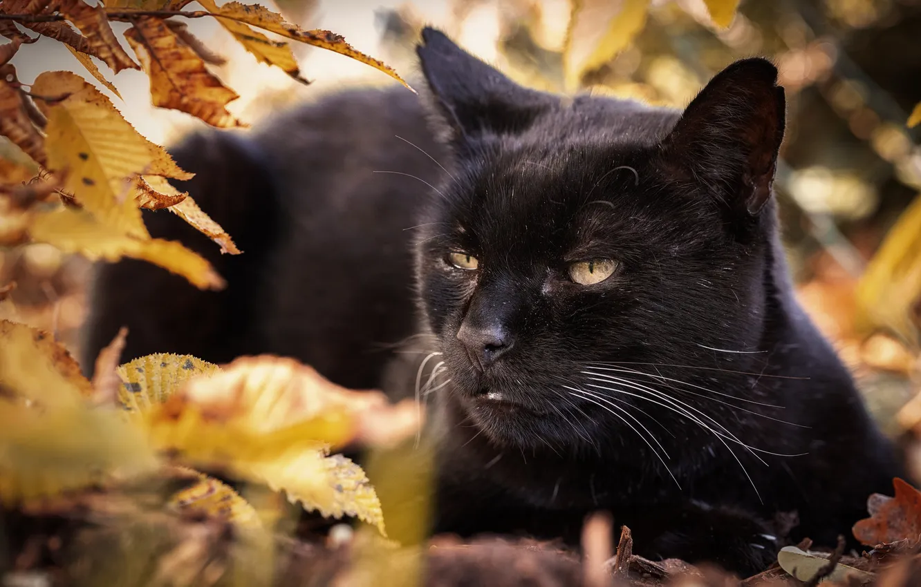 Photo wallpaper cat, cat, look, pose, face