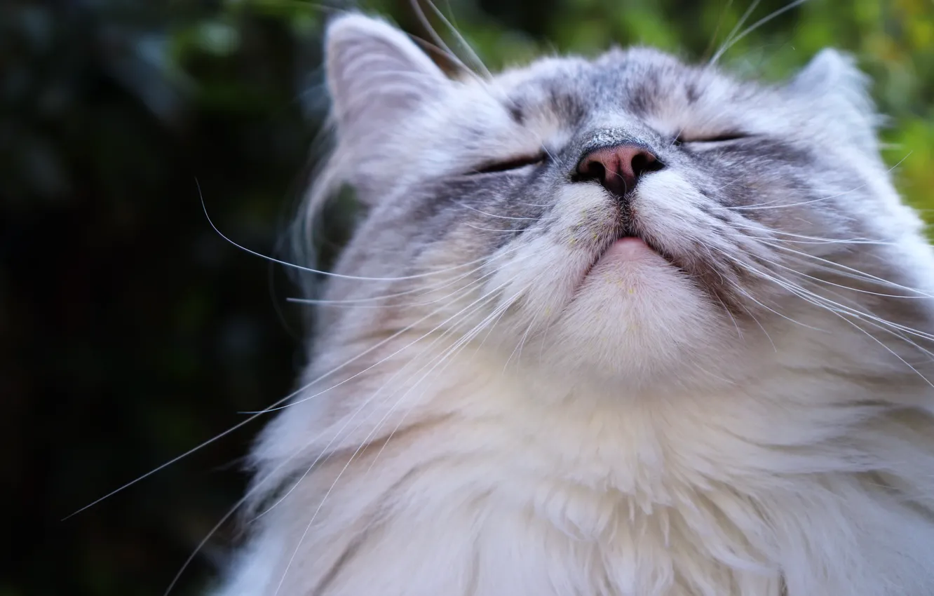 Photo wallpaper cat, fluffy, cat, happy face