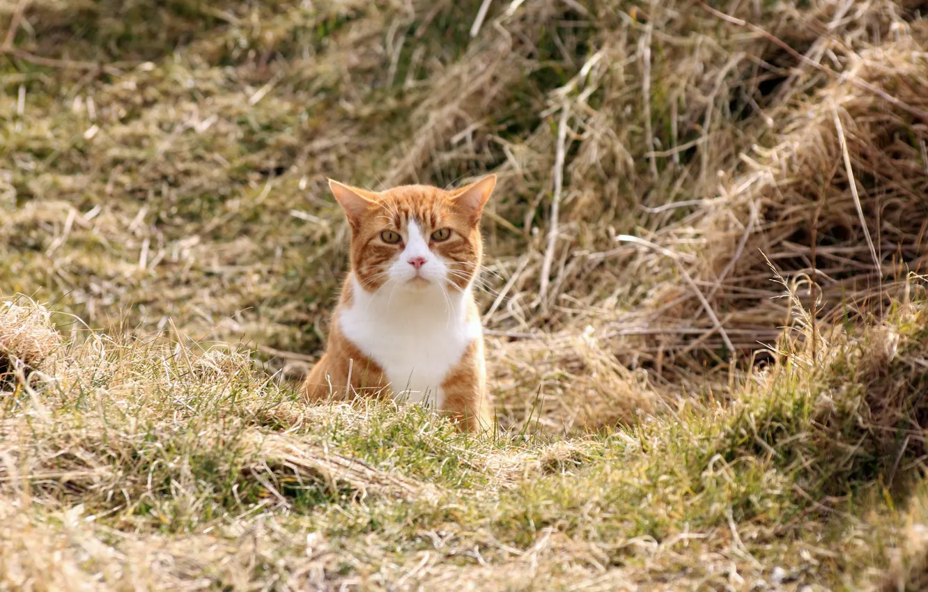 Photo wallpaper field, cat, nature