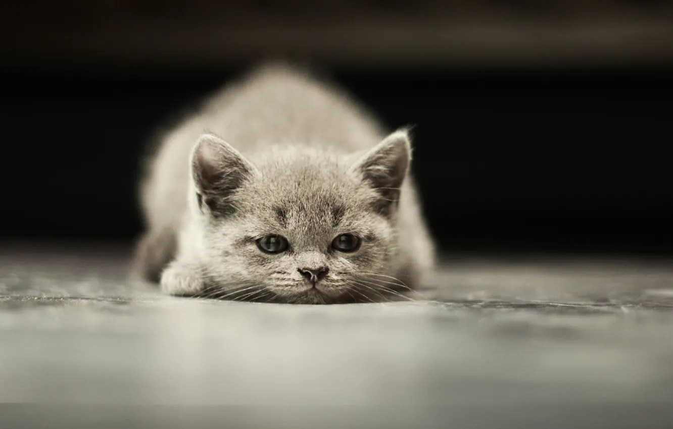Photo wallpaper cat, kitty, grey, fluffy