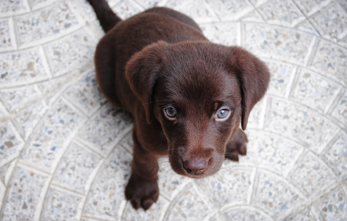 Photo wallpaper look, dog, puppy, face, Labrador Retriever