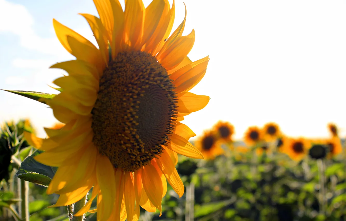Photo wallpaper summer, stay, sunflower