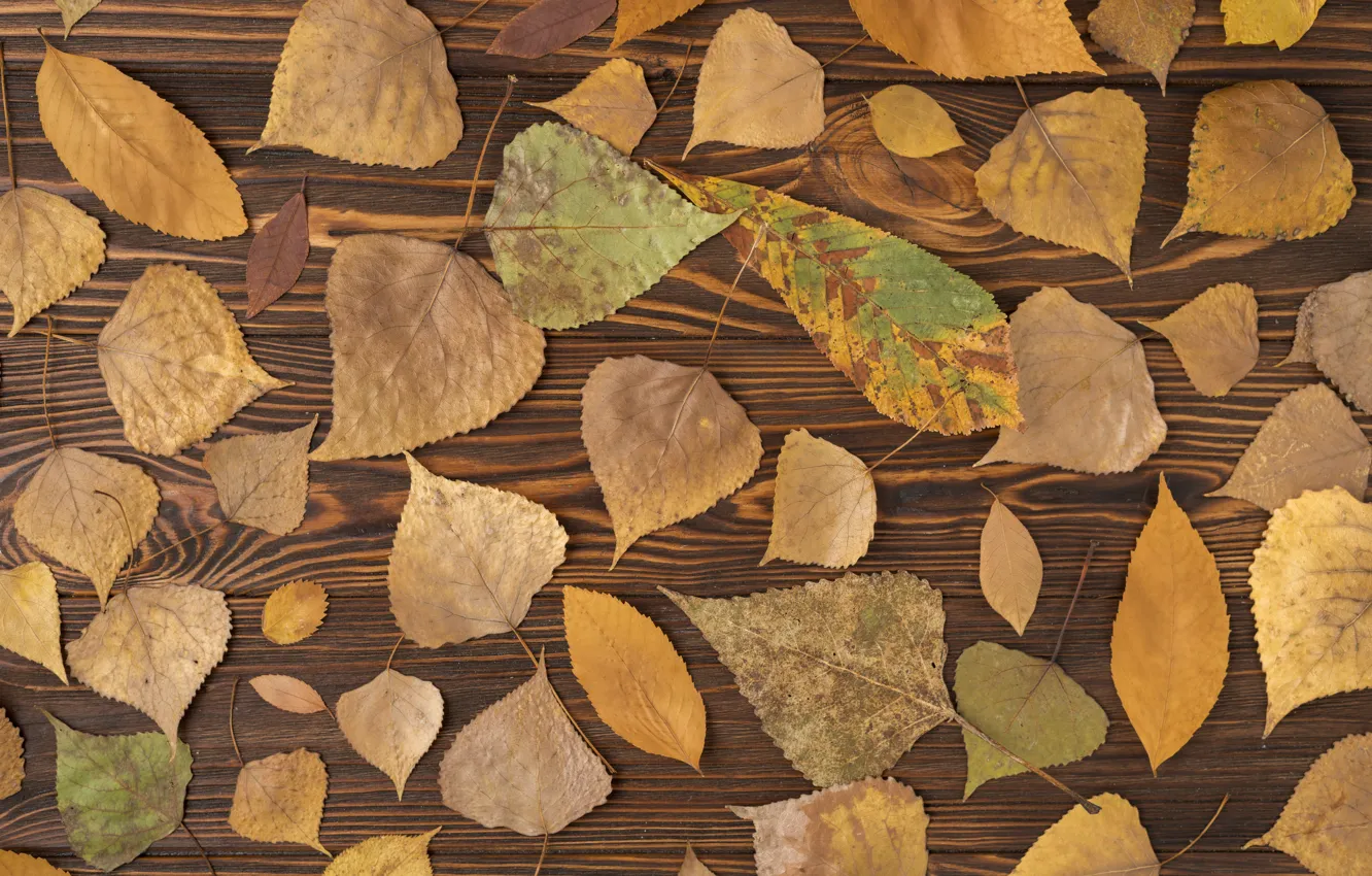 Photo wallpaper autumn, leaves, background, tree, colorful, wood, background, autumn