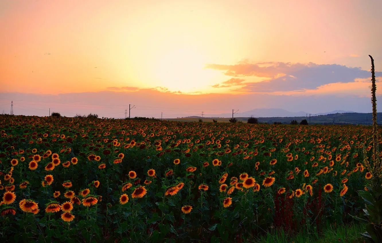 Photo wallpaper field, the sky, sunflowers, sunset, nature, sky, field, nature