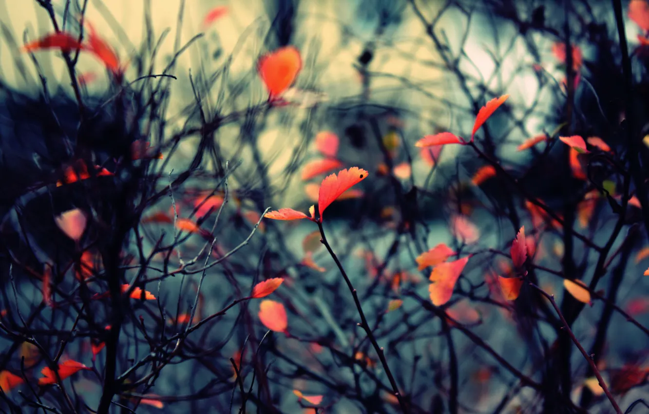 Photo wallpaper autumn, branches, nature, foliage