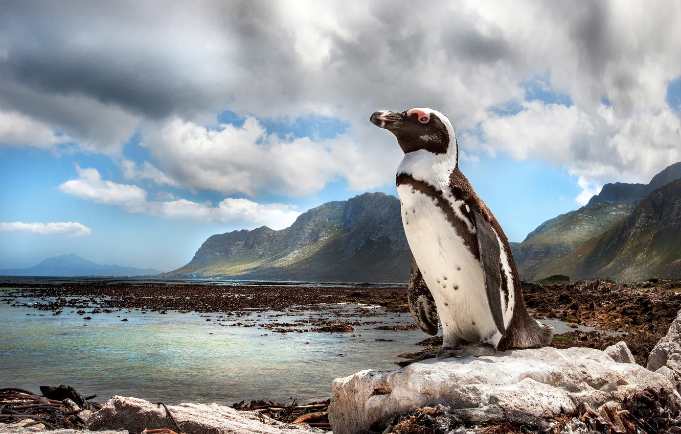 Photo wallpaper the sky, clouds, mountains, nature, stones, rocks, bird, shore
