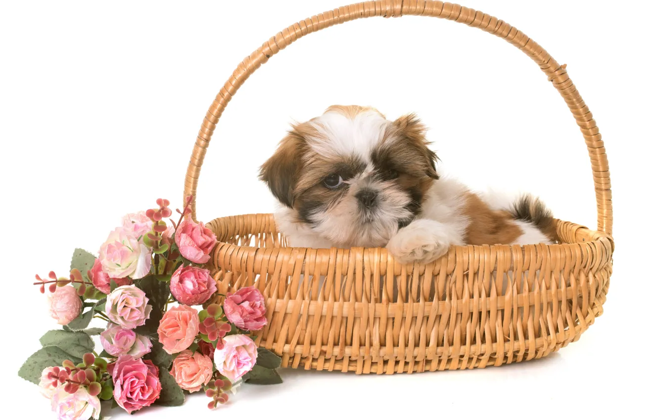 Photo wallpaper white, flowers, background, Puppy, basket, Shih Tzu