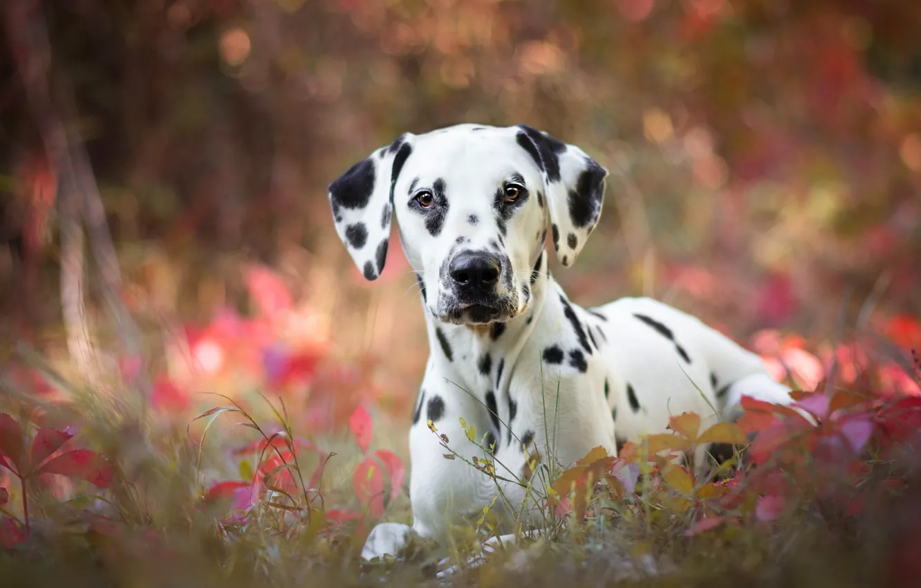 Photo wallpaper autumn, grass, leaves, nature, background, portrait, dog, puppy