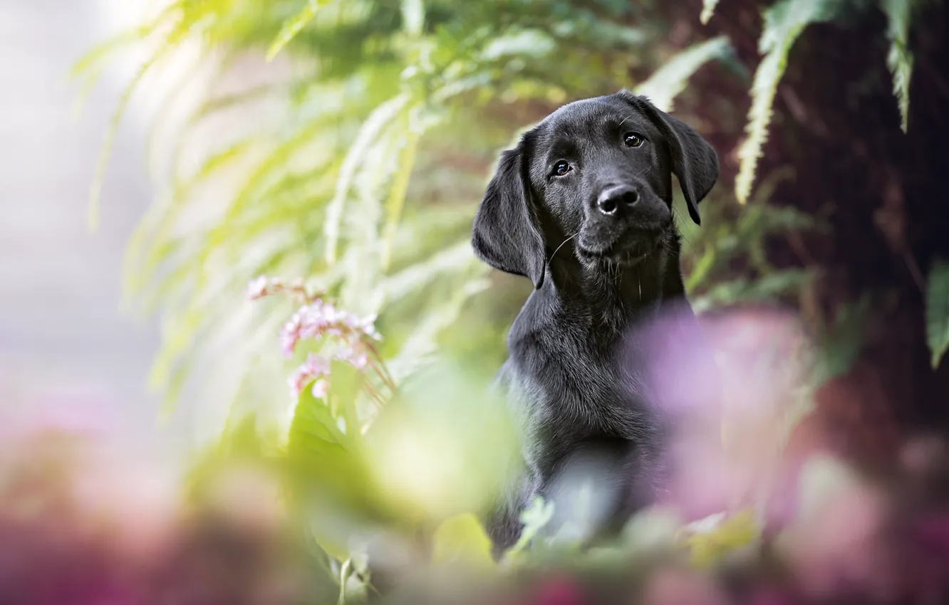 Photo wallpaper summer, leaves, flowers, background, black, portrait, dog, blur