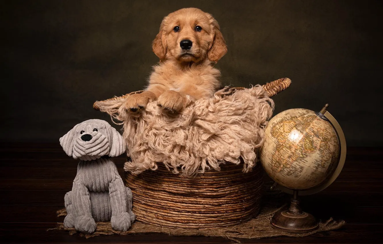 Photo wallpaper basket, toy, dog, puppy, fabric, red, still life, face