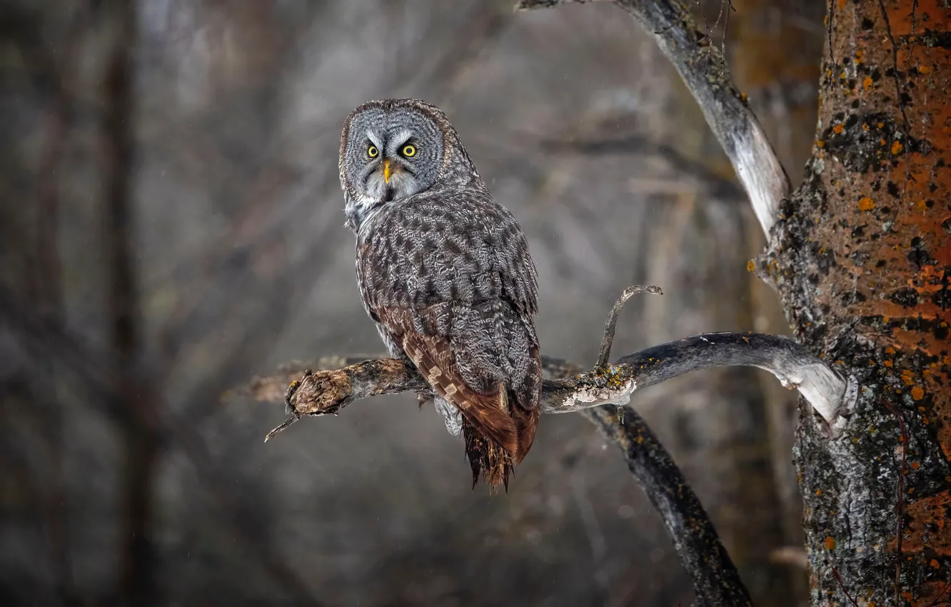 Photo wallpaper branches, owl, bird, grey background, owl