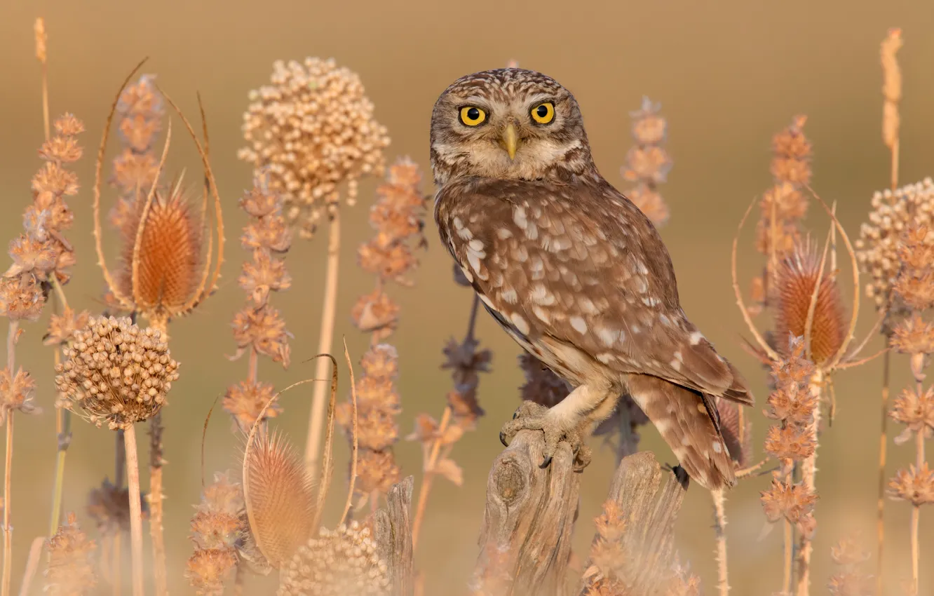 Photo wallpaper look, owl, bird, plant, stump, owl