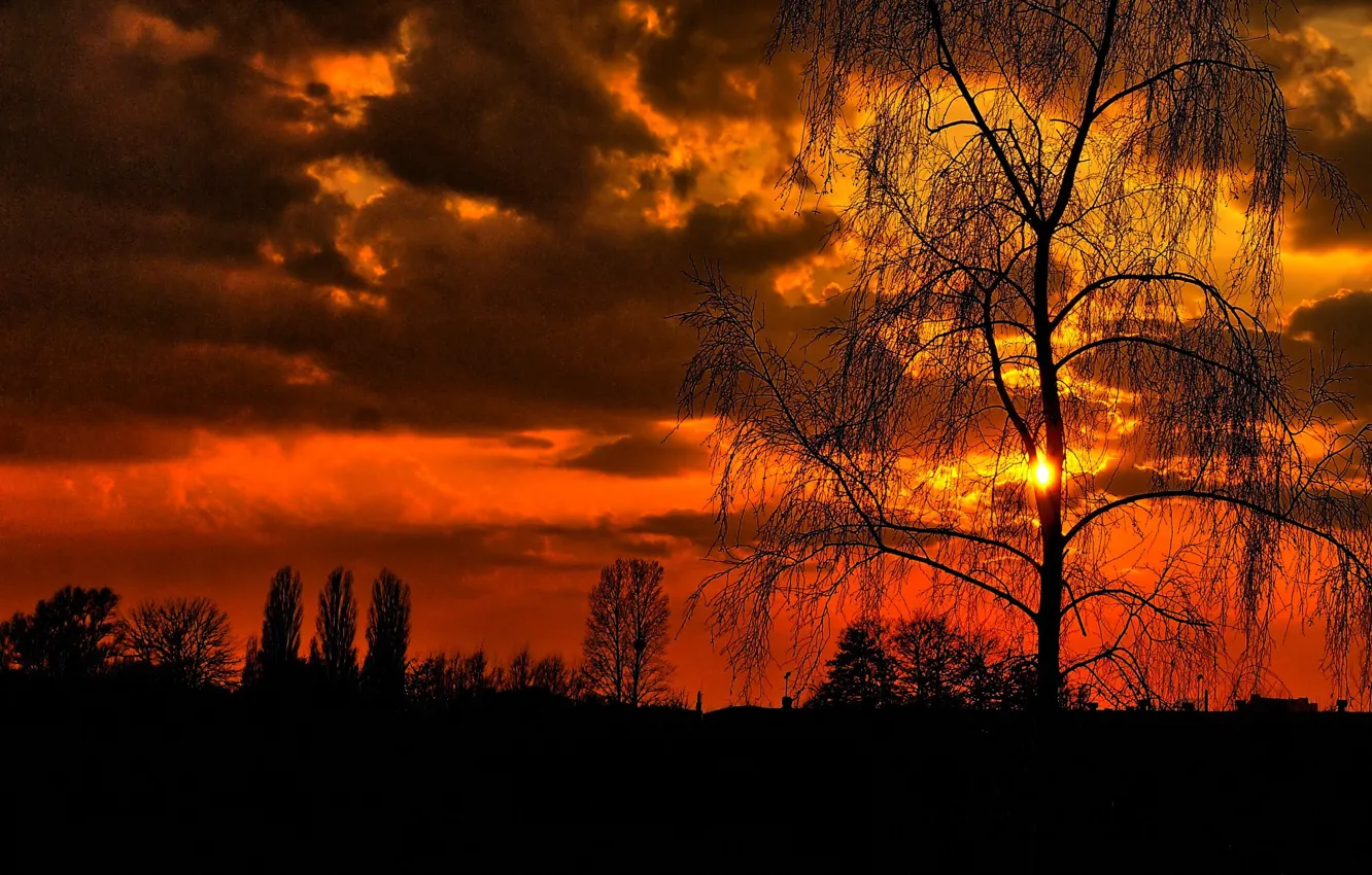Photo wallpaper sky, sunset, night, tree