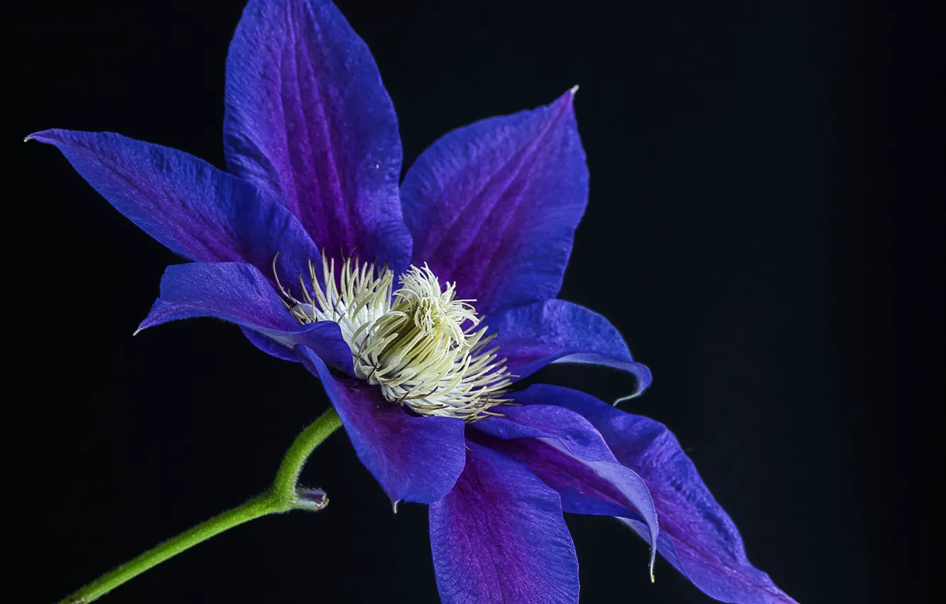 Photo wallpaper flowers, nature, background, petals, clematis