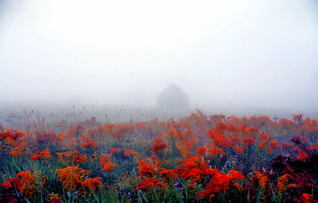 Photo wallpaper flowers, nature, fog