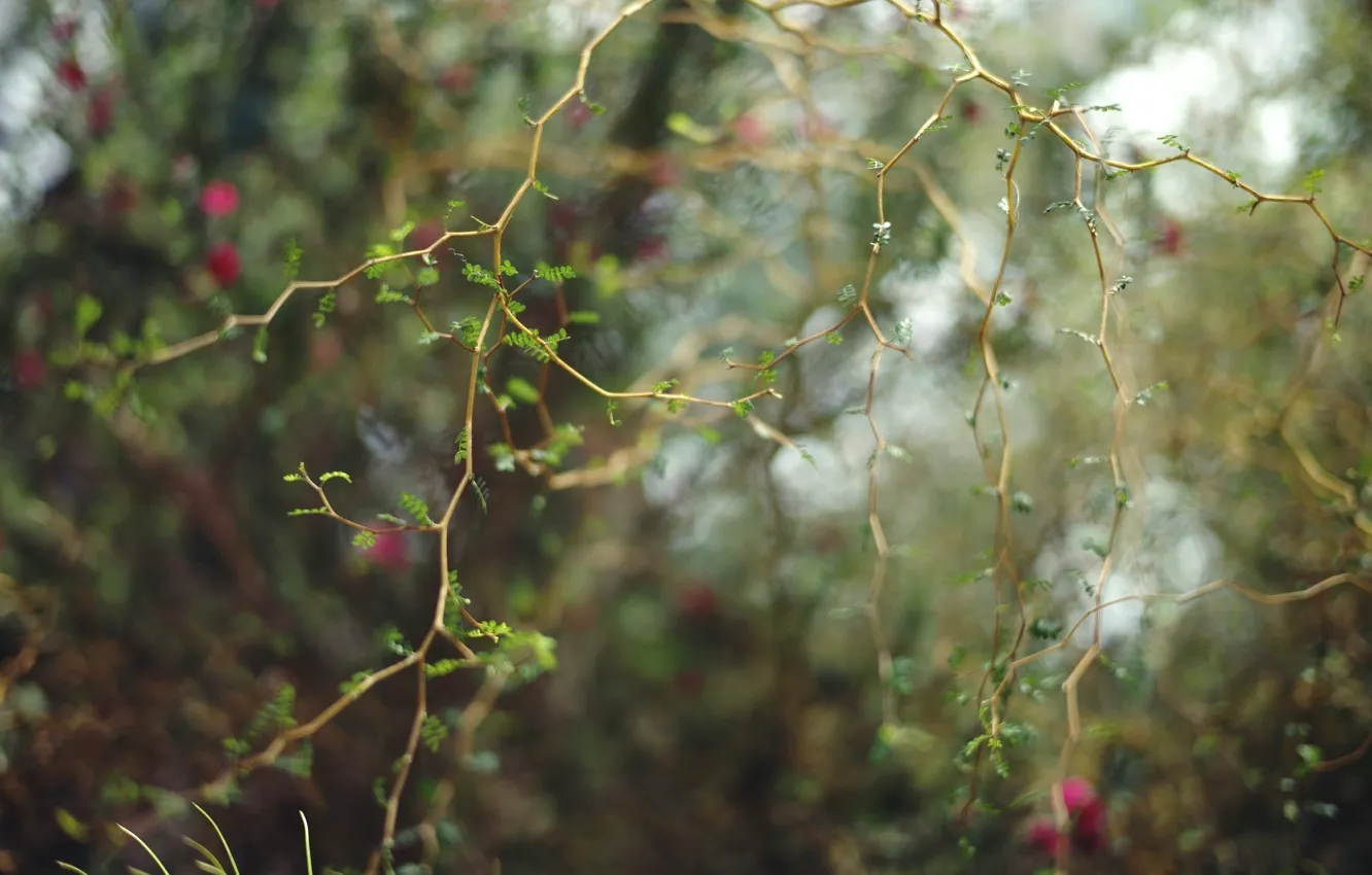 Photo wallpaper macro, branches, leaves