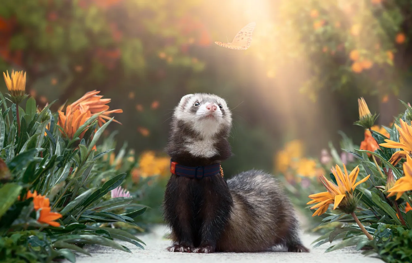 Photo wallpaper summer, look, the sun, rays, light, flowers, pose, Park