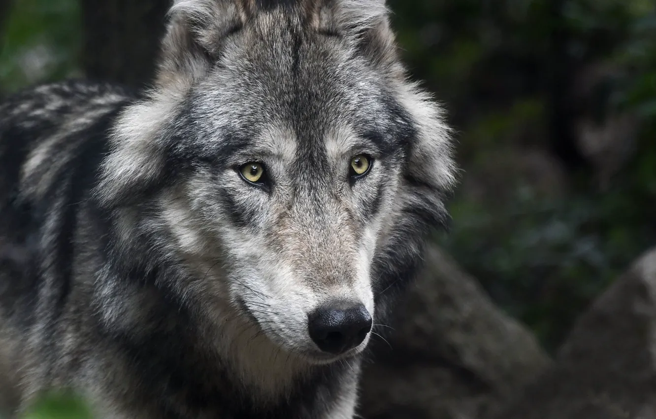 Photo wallpaper Predator, wolf, look, muzzle