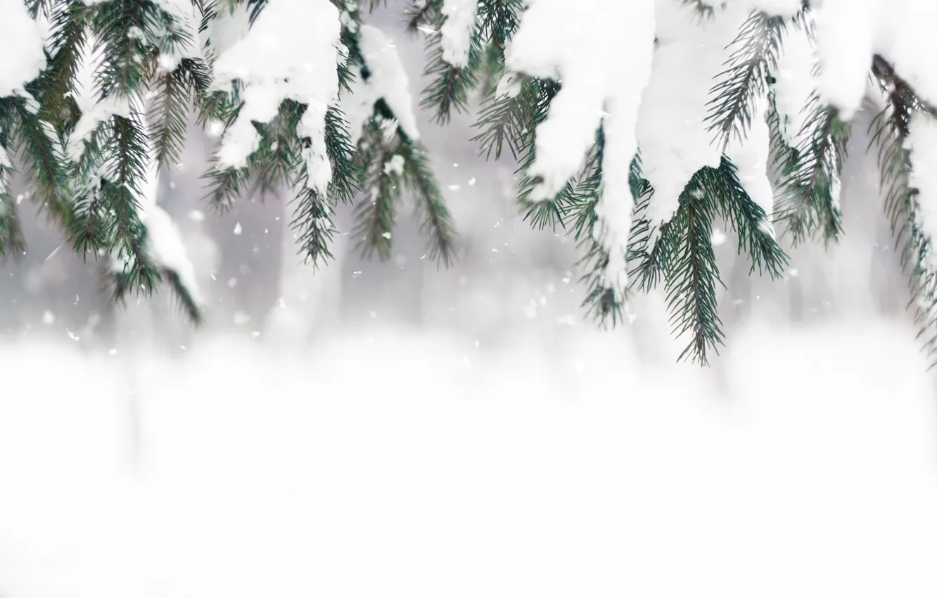 Photo wallpaper winter, snow, tree, winter, snow, spruce, frost, fir tree