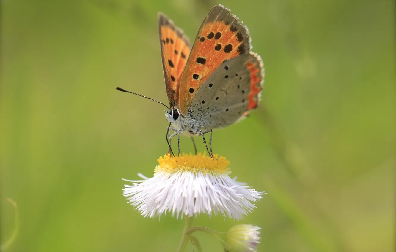 Photo wallpaper flowers, butterfly, plant, wings, insect