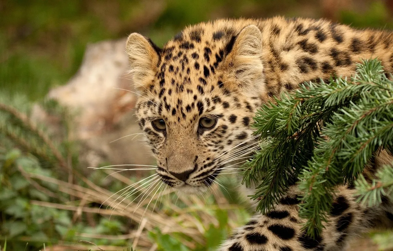 Photo wallpaper branches, leopard, cub