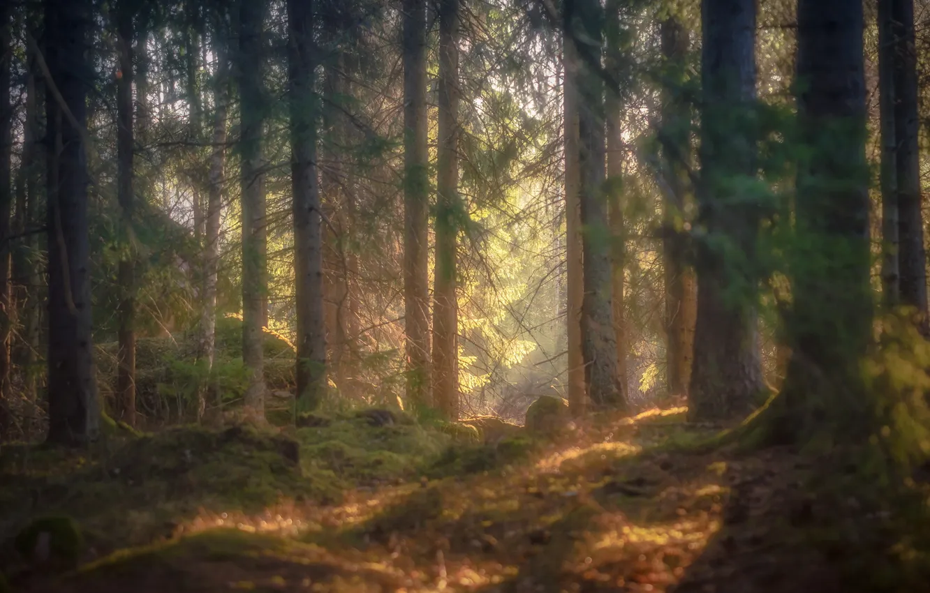 Photo wallpaper forest, landscape, nature